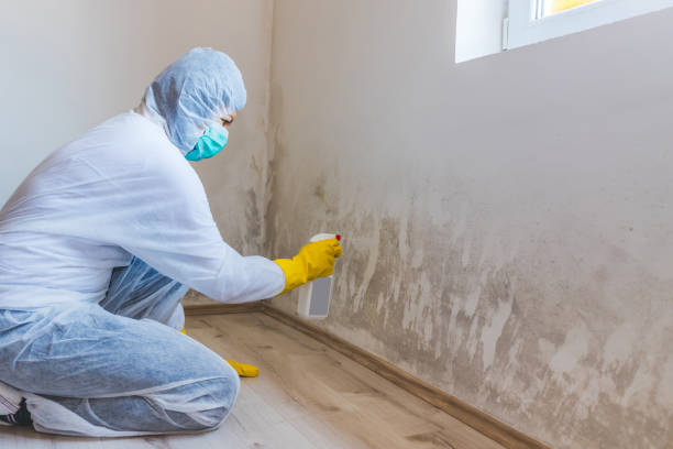 Licensed Black Mold Remediation service in Sunnyvale, TX - Car Mold Remediation