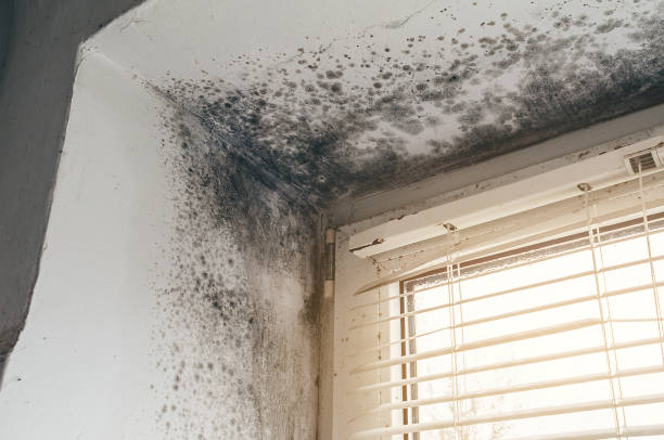 Affordable Black Mold Remediation solutions in Sunnyvale, TX